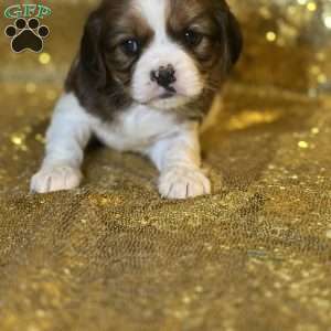 Praise, Cavalier King Charles Mix Puppy